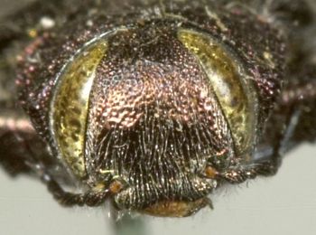 Media type: image;   Entomology 8119 Aspect: head frontal view